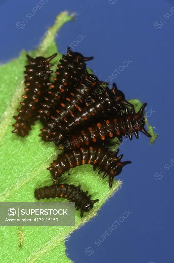 Pipevine Swallowtail Caterpillars, 2nd Instar (Battus philenor) NJ