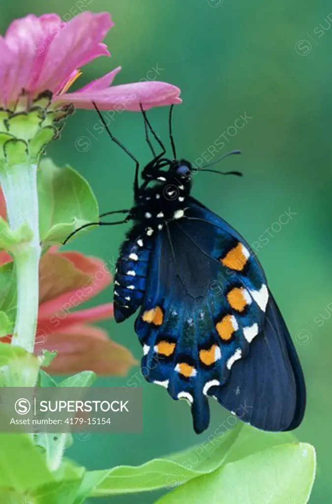Pipevine Swallowtail on Zinnia (Battus philenor) NJ