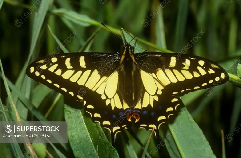Anise Swallowtail (Papilio zelicaon) Sequoia NF, California