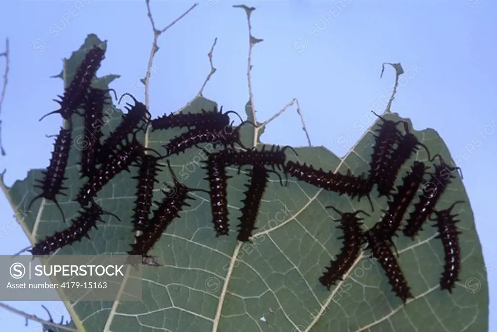 Pipevine Swallowtail Caterpillars on Pipevine (Battus philenor) NJ