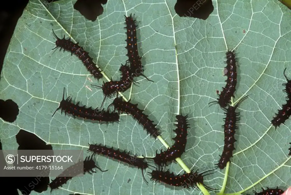 Pipevine Swallowtail Caterpillars on Pipevine (Battus philenor) NJ