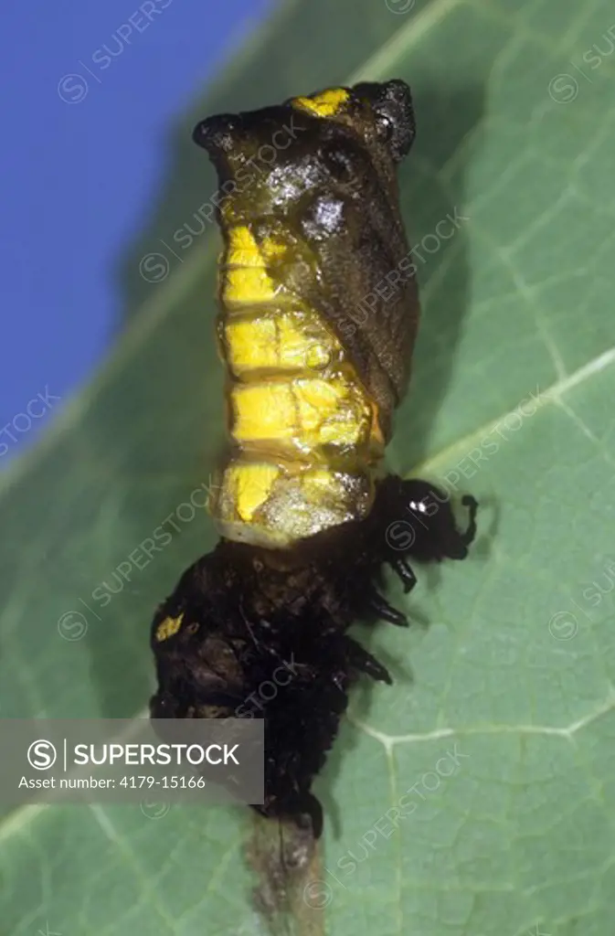 Pipevine Swallowtail Pupa revealed as Caterpillar sheds Skin (Battus philenor) NJ