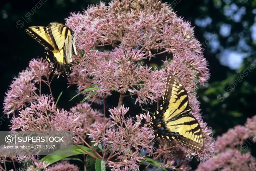 Eastern Tiger Swallowtail male & female on Hollow Joe-Pye Weed, NJ (Papilio glaucus)