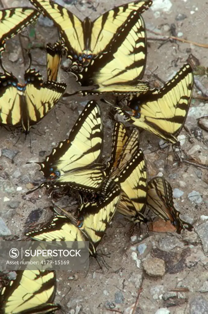 Tiger Swallowtail Butterflies gathering for moisture (Papilio glaucus) Central MO,Missouri