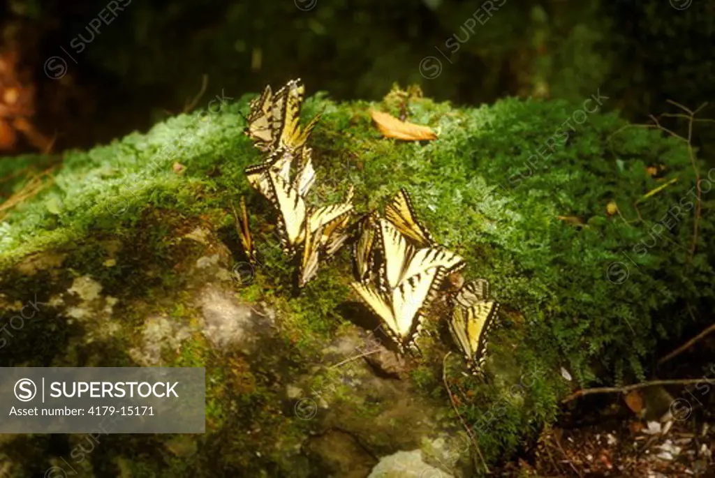 Tiger Swallowtails feeding on Minerals (Papilio glaucus), Great Smokey Mts. N.P., NC