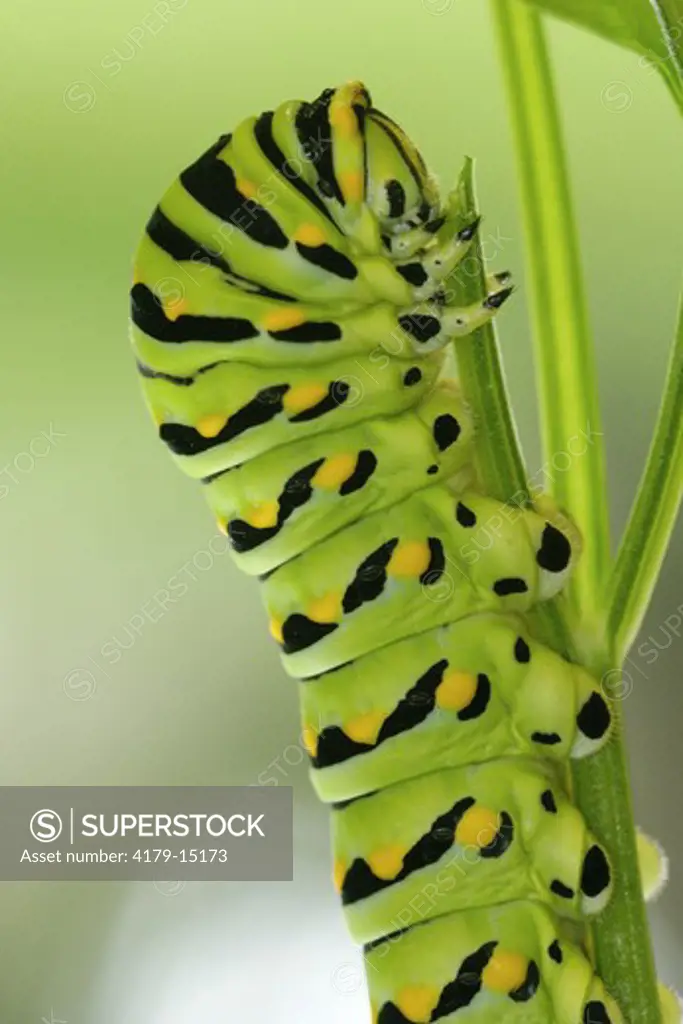 Eastern Black Swallowtail caterpillar on parsley (Papilio polyxenes) Central Florida (controlled conditions)