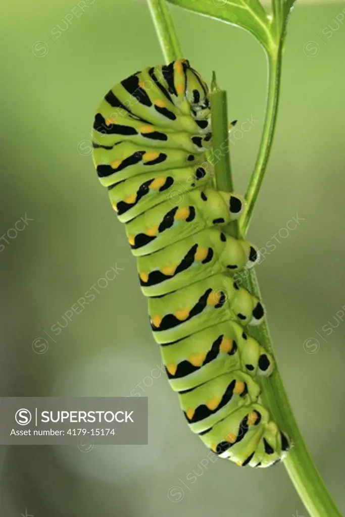 Eastern Black Swallowtail caterpillar on parsley (Papilio polyxenes) Central Florida (controlled conditions)