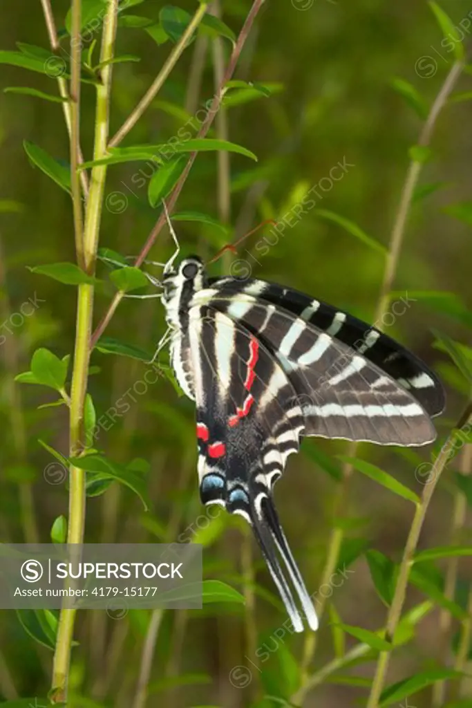 Zebra swallowtail (Eurytides marcellus) just hatched from chrysalis Central Florida