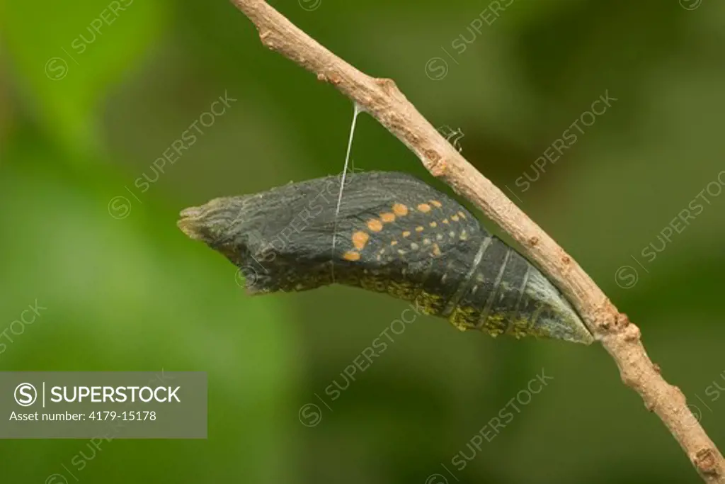 Black Swallowtail chrysalis (Papilio polyxenes) Central Florida Controlled conditions