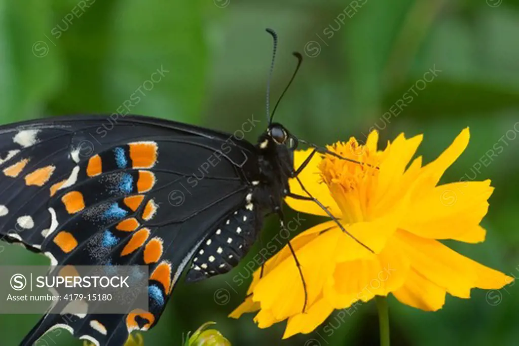 Male Black swallowtail (Papilio polyxenes)  on yellow cosmos. Central Florida backyard