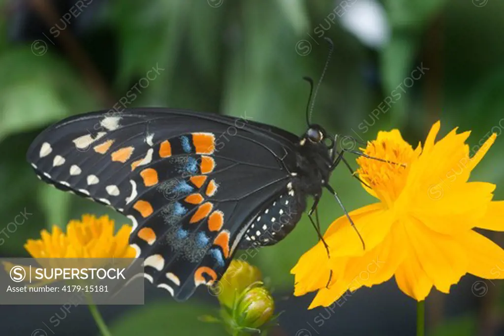 Male Black swallowtail (Papilio polyxenes)  on yellow cosmos. Central Florida backyard