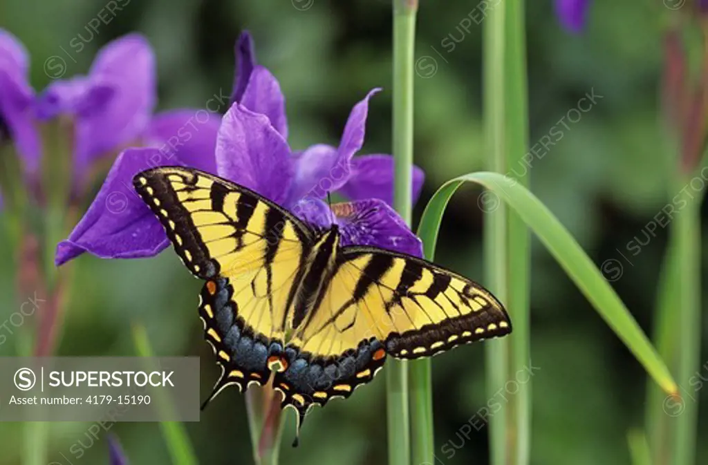Swallowtail Butterfly on Iris - Western PA