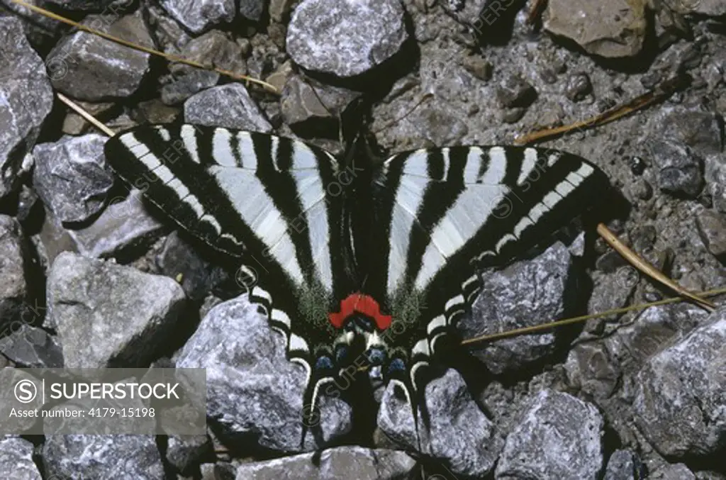 Zebra Swallowtail (Papilio marcellus) Early Season Form