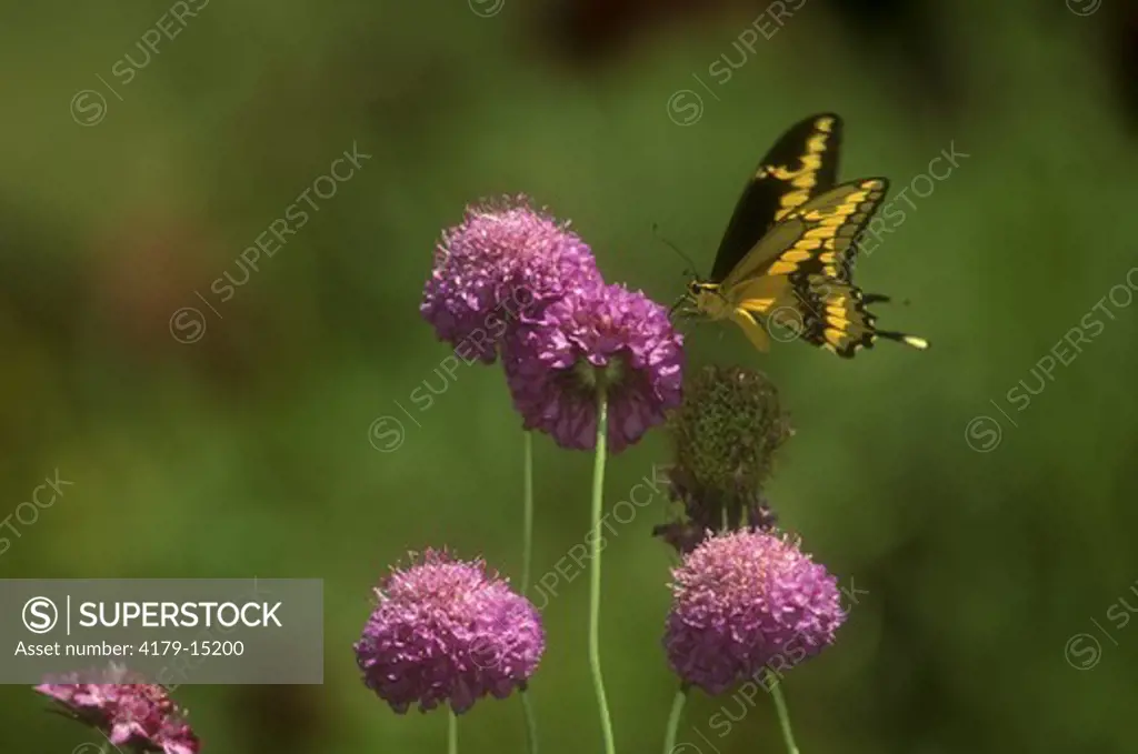 Giant Swallowtail Butterfly (Papilio cresphontes) On Pincushion/Dulzura, CA
