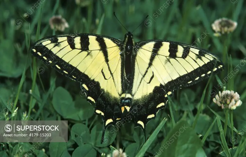 Eastern Tiger Swallowtail (Papilio glaucus) Livingston Manor, New York