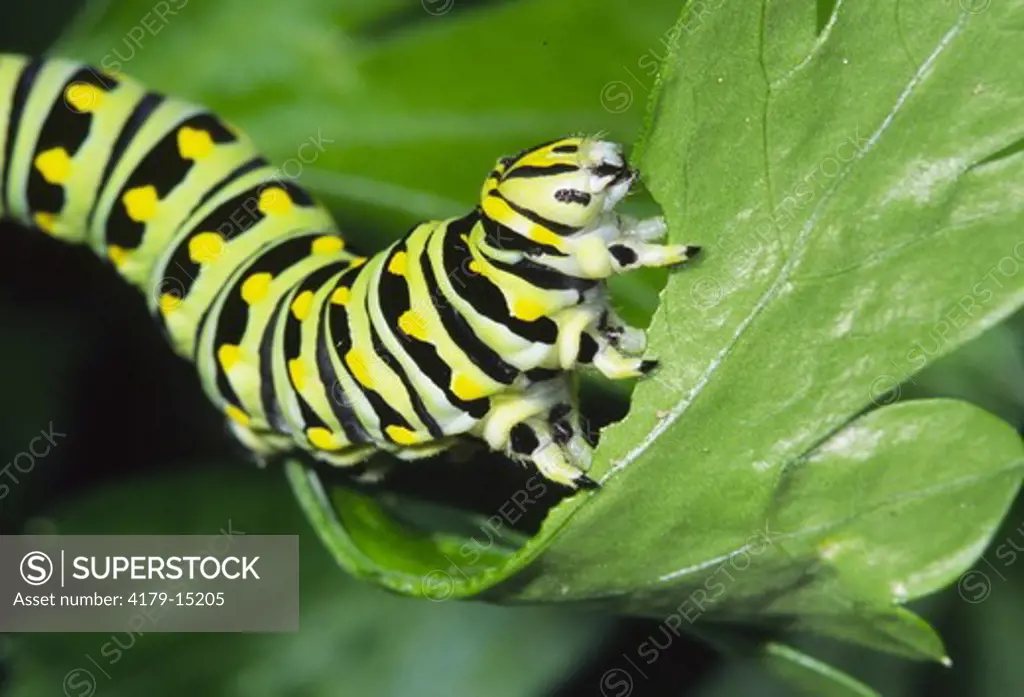 Black Swallowtail caterpillar, late instar, eating Italian parsley in garden (Papilio polyxenes asterius) Ithaca, NY