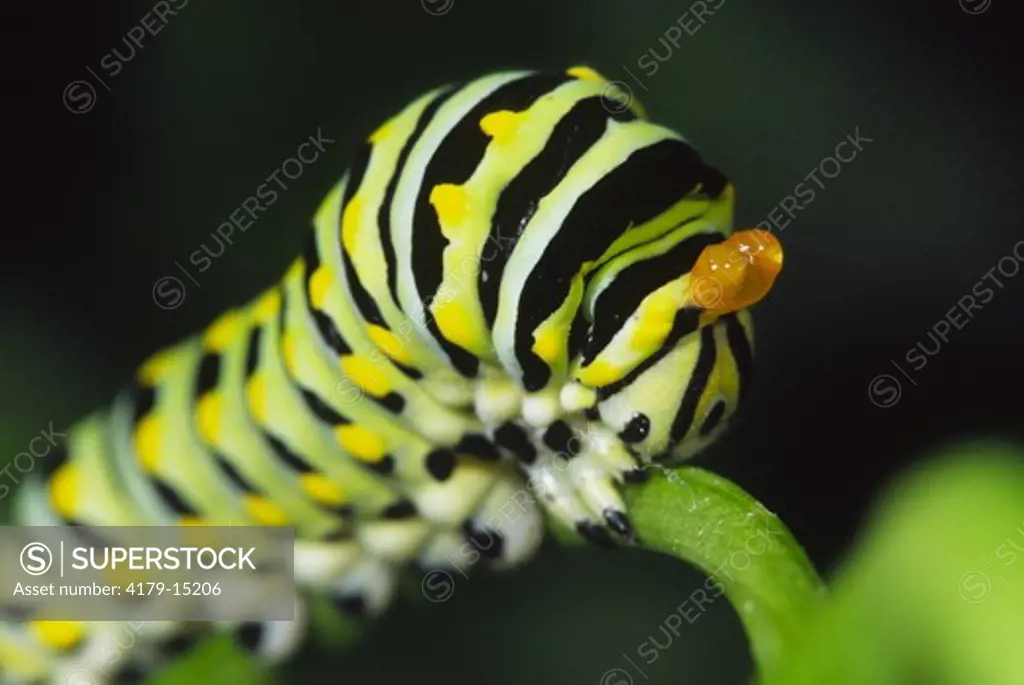 Black Swallowtail caterpillar, late instar, on Italian parsley in garden, defensive glands everted (Papilio polyxenes asterius) Ithaca, NY