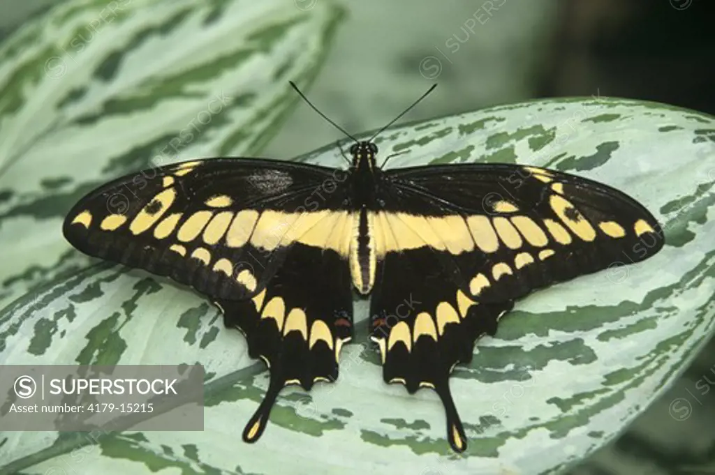 Swallowtail Butterfly, male (Papilio thoas)