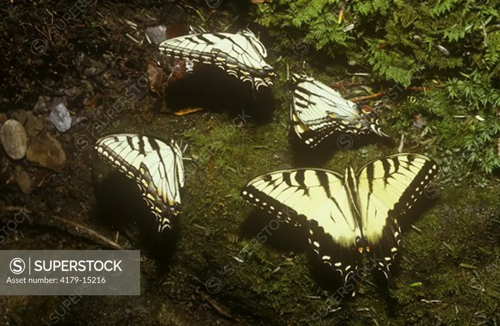 Eastern Tiger Swallowtails (Papilio glaucus) gathering on moist ground. NC, NOrth Carolina