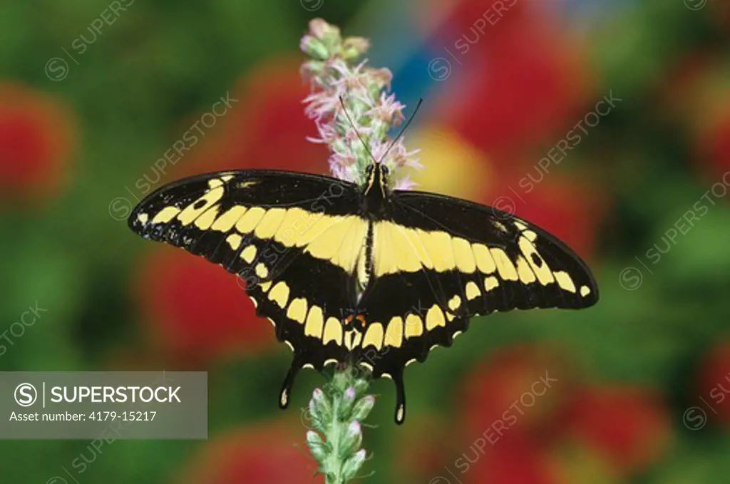 Giant Swallowtail Butterfly (Papilio cresphontes), nearctic & neotropical