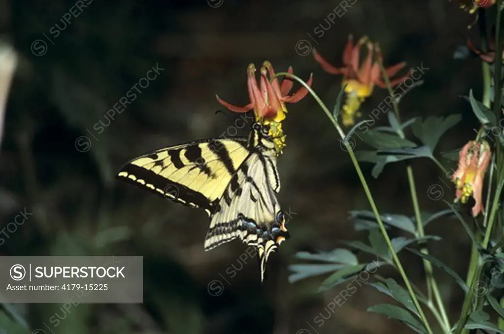 Western Tiger Swallowtail (Papilio rutulus) Mono Co., California