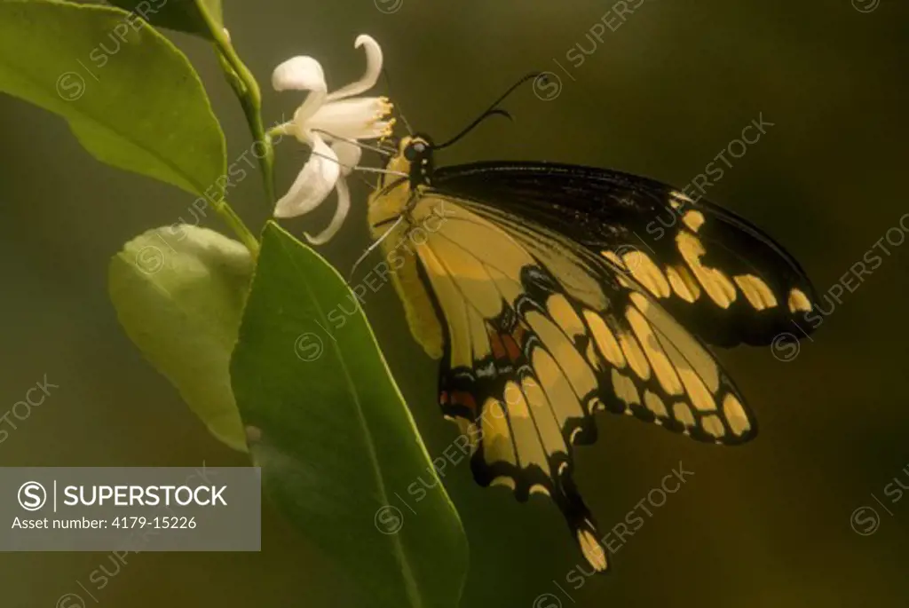 Giant Swallowtail (Heraclides cresphontes) Florida