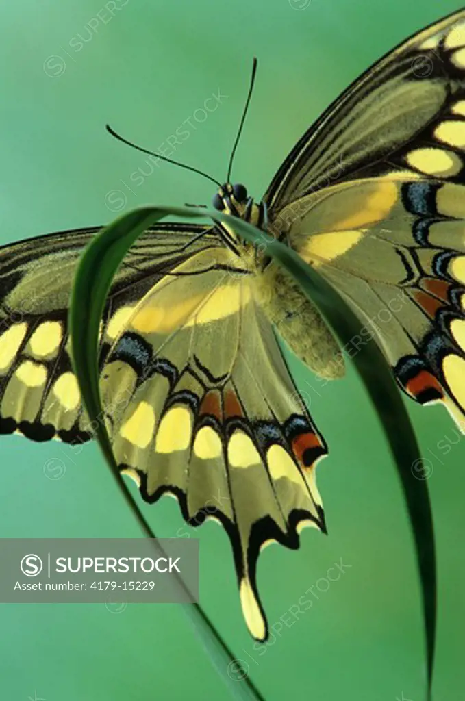 Giant Swallowtail, close up #3 (Heraclides cresphontes), Ont., Canada