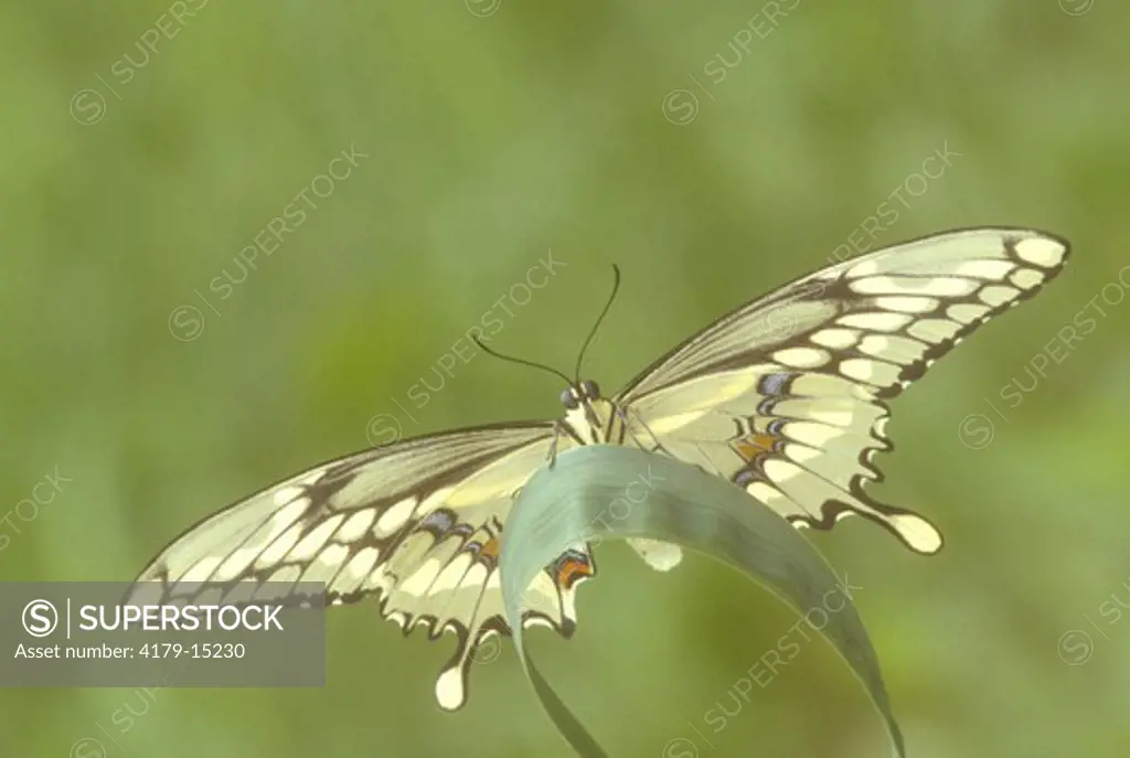 Giant Swallowtail #1 (Heraclides cresphontes), Ont., Canada