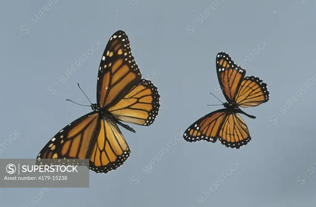 Mimicry: Monarch (l) and Viceroy (r) Butterflies