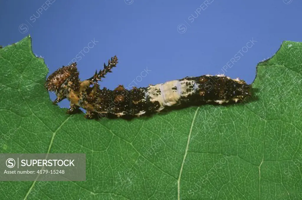 Viceroy Caterpillar (Limenitis archippus) eating Poplar Leaf, New Jersey