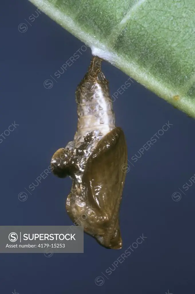 Viceroy Pupa (Limenitis archippus), NJ