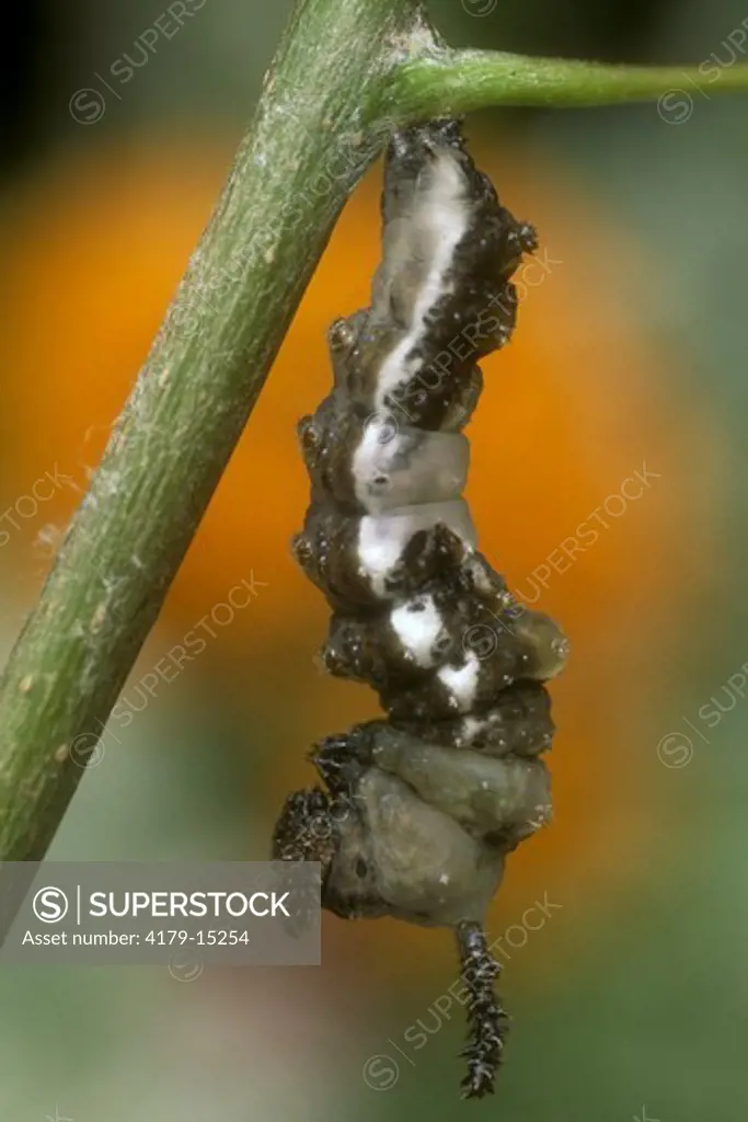 Viceroy Caterpillar hanging before Pupation (Limenitis archippus), NJ