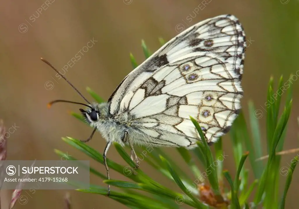 marbled white (Melanargia galathea), Biebrza National Park, Poland