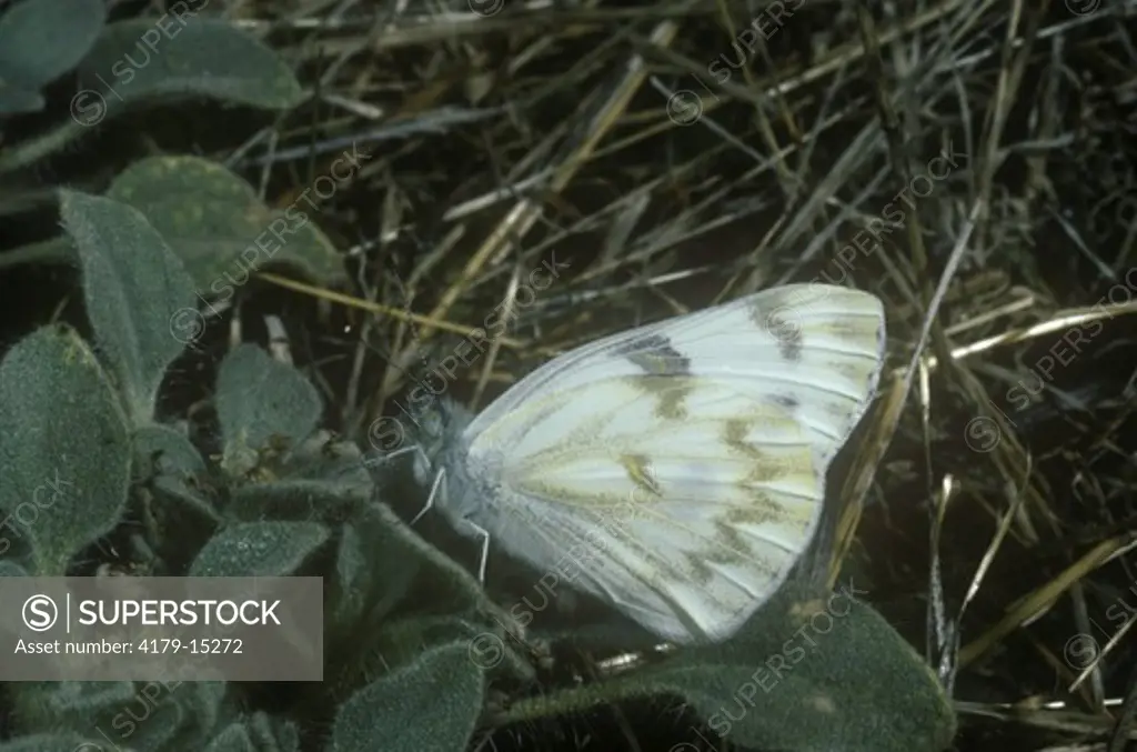 Checkered White Butterfly (Pontia protodice) San Luis Obispo Co. - CA