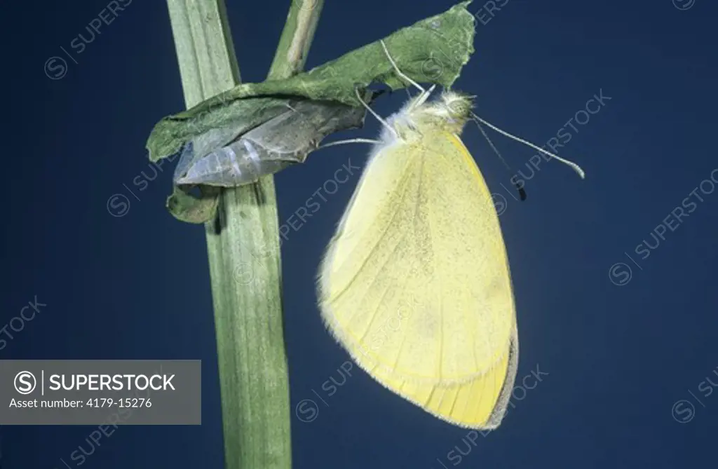 Cabbage White Butterfly, newly hatched on pupal Case (Pieris rapae), NJ