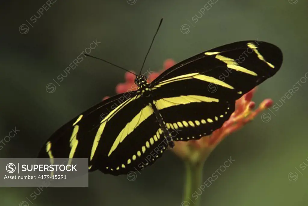 Zebra Butterfly, Central Florida