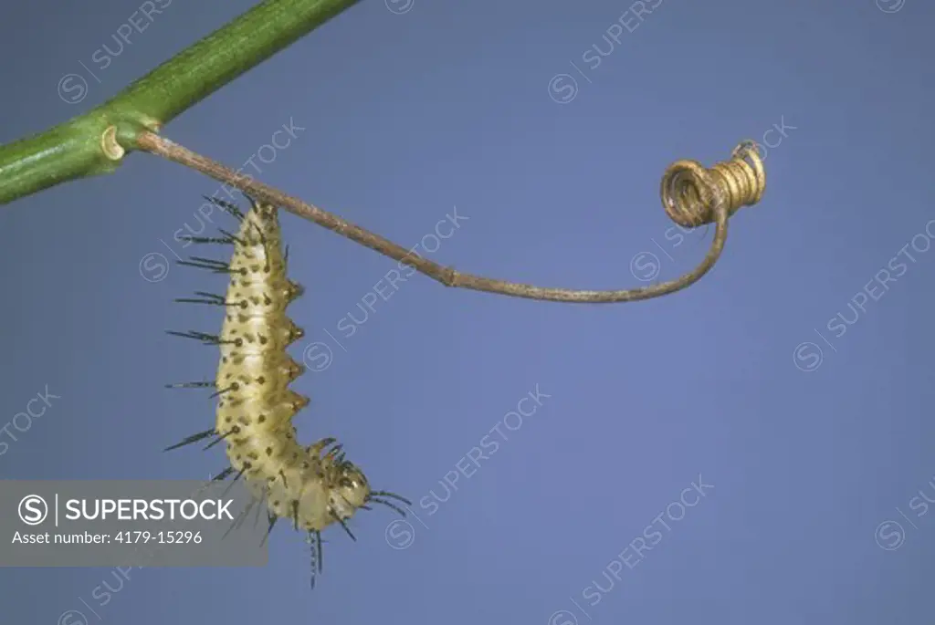 Zebra Butterfly Caterpillar on Passion Flower Tendril (Heliconius charitonius), FL