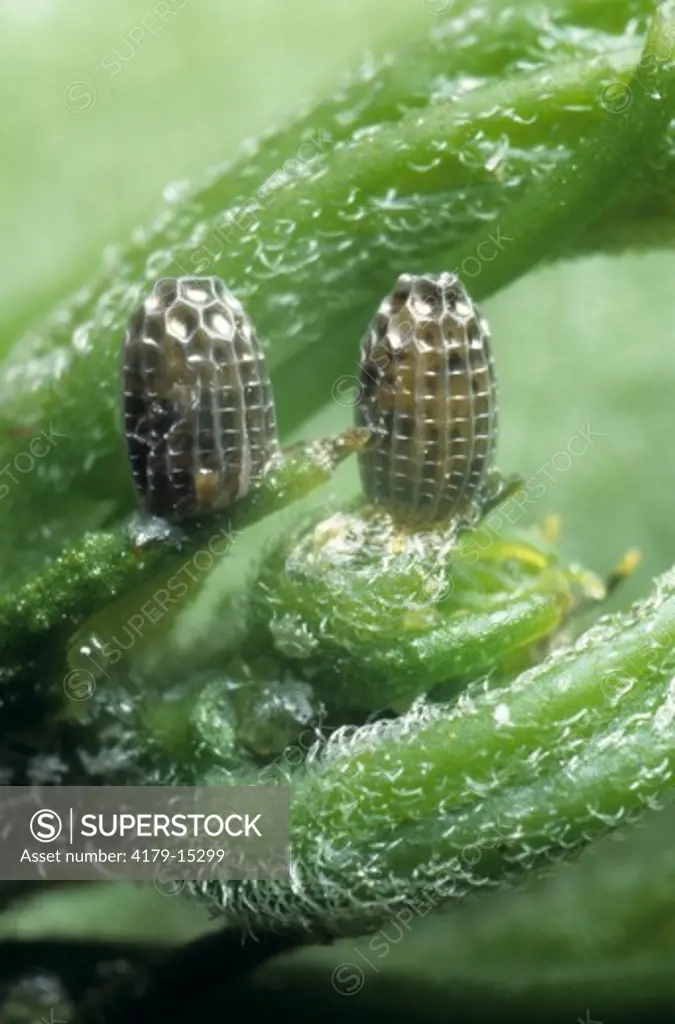Eggs of Zebra Longwing Butterfly (Heliconius charitonius), SE US
