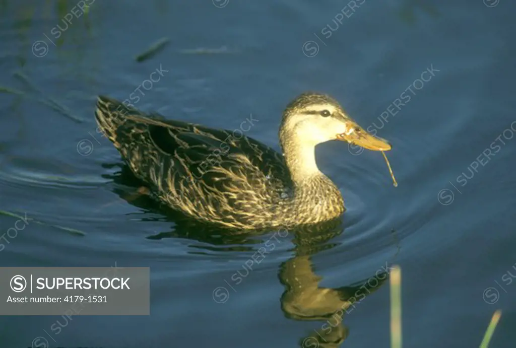 Mottled Duck (Anas fulvigula) Wakodahatchee Wetlands, FL