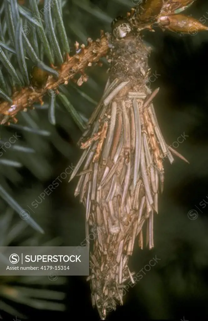 Larvae of Bag Worm (Moth), Spruce Pest  (Thyridopteryx ephemeraeformis)