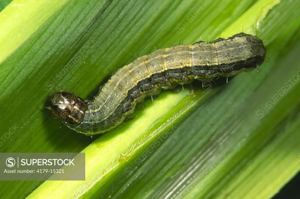 Fall armyworm larva on field corn (Spodoptera frugiperda) Ithaca, NY