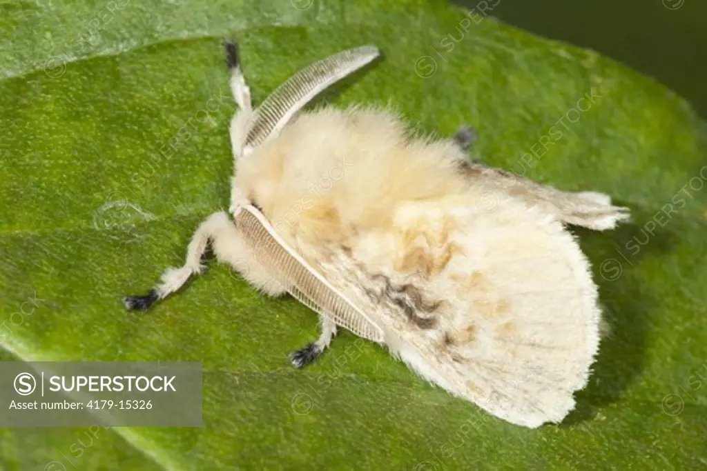 Black-Waved Flannel Moth (Megalopyge crispata) attracted to mercury vapor light in Ozark forest. Laclede / Dallas County border, Missouri, 29 June 2009