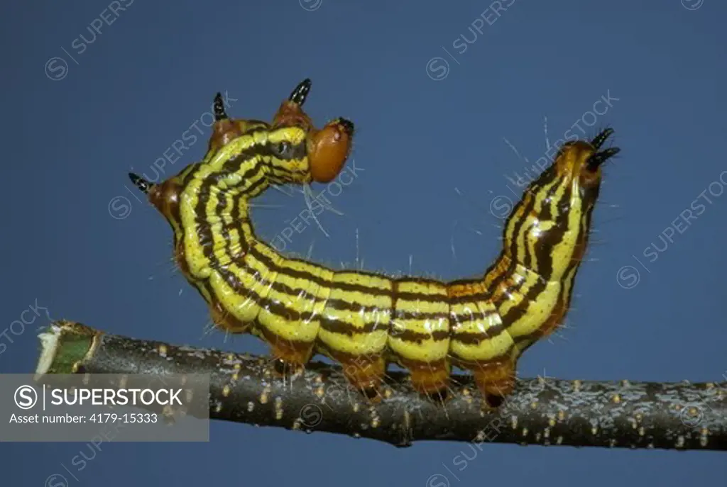 Contracted Datana Caterpillar Defensive pose (Datana contracta) NJ