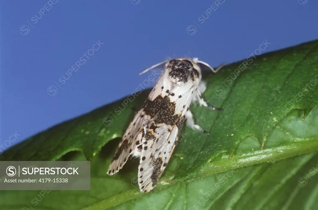 White Furcula Moth (Furcula borealis), NJ
