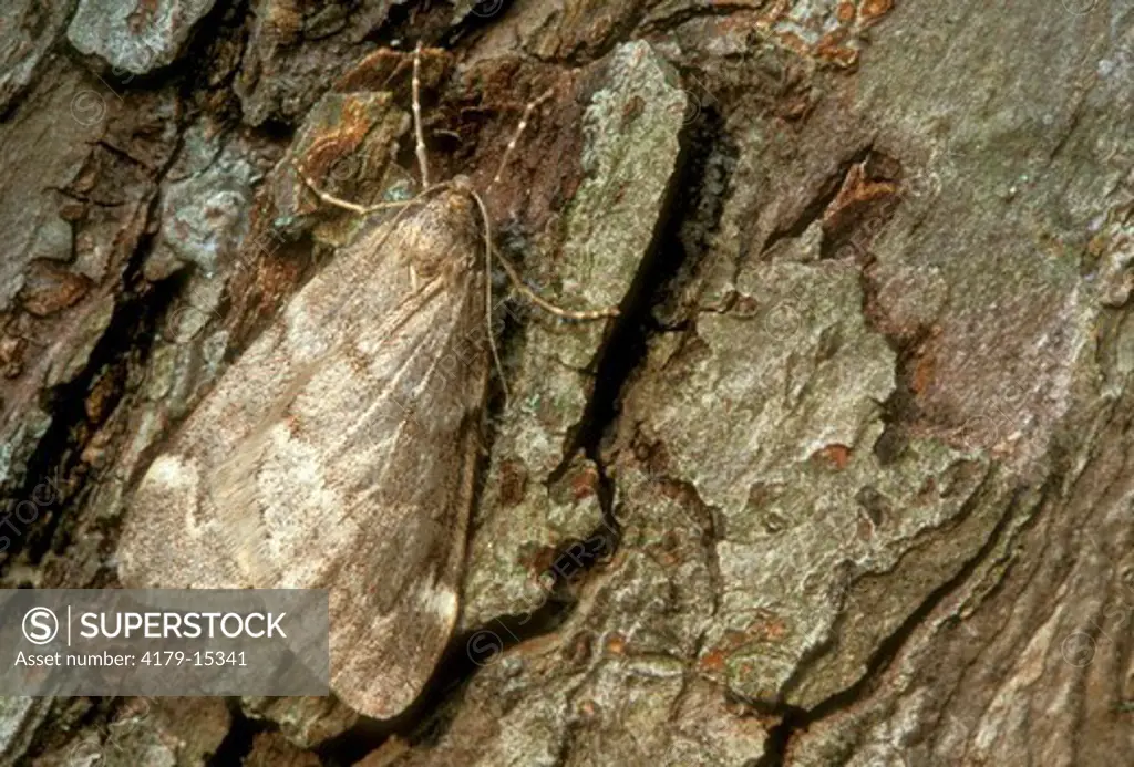 Fall Cankerworm Moth (Alsophila pomelaria), Ithaca, NY