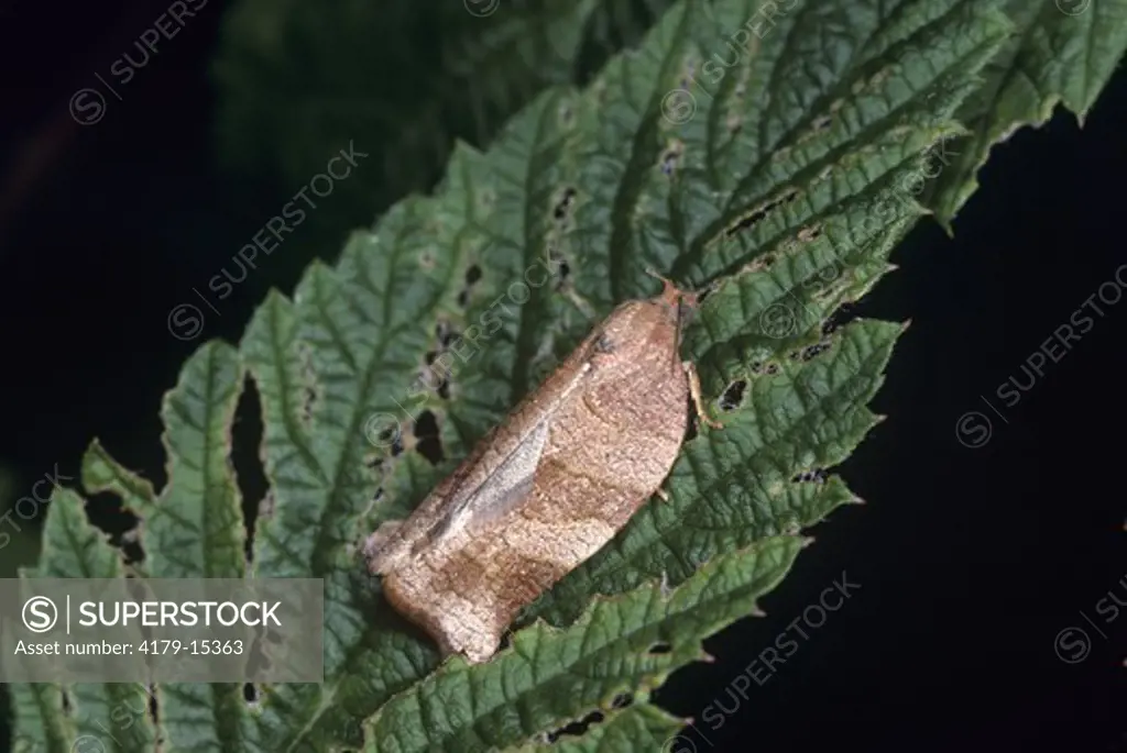 Oblique-Banded Leafroller Moth (Choristoneura roseceana) Livingston Manor, NY