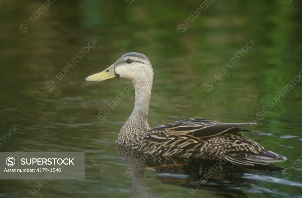 Mottled Duck (Anas fulvigula), Loxahatchee NWR, Florida