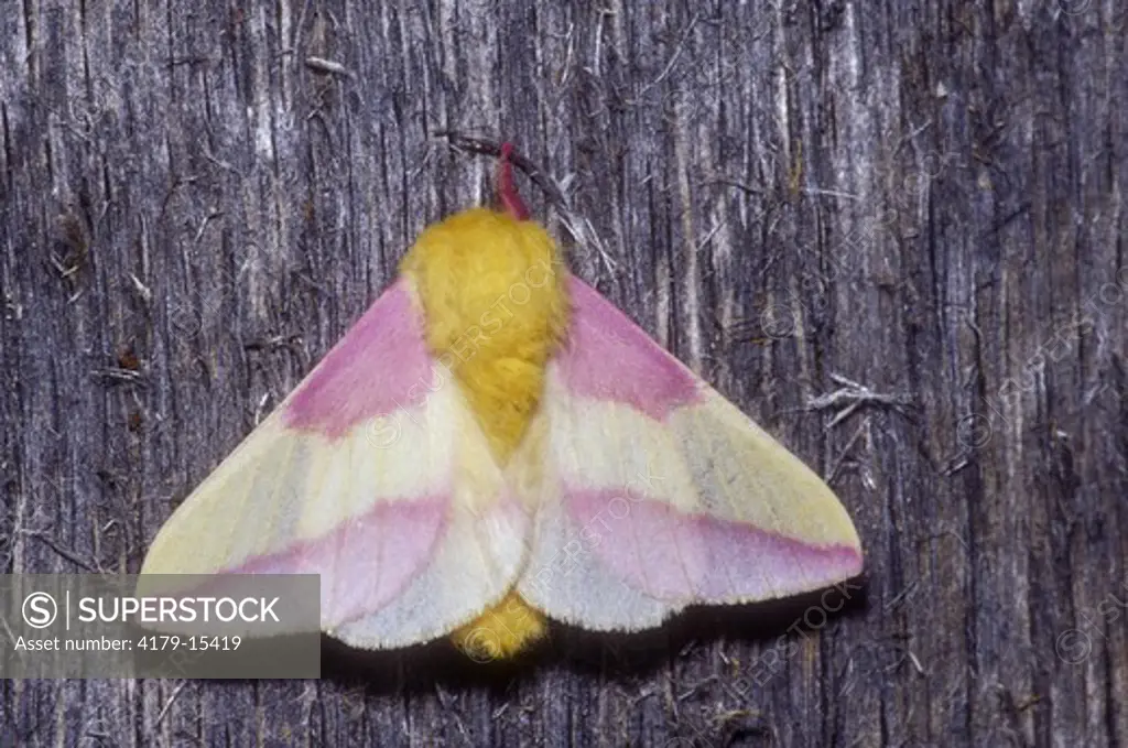 Rosy Maple Moth (Dryocampa rubicunda) on firewood, Crow Wing SP, MN