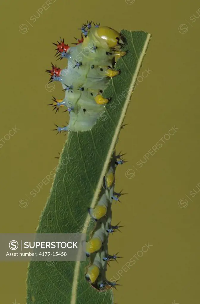 Cecropia Moth Caterpillar (Hyalophora cecropia), eating Willow Leaf, Florida