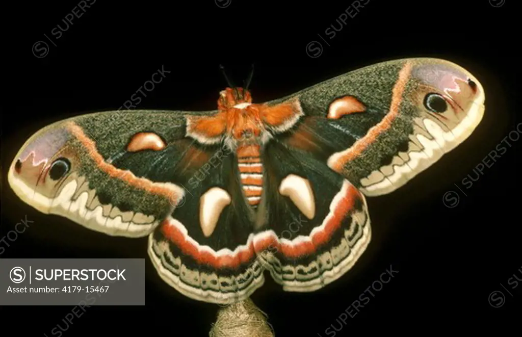 Cecropia Moth (Hyalophora cecropia), female, NJ